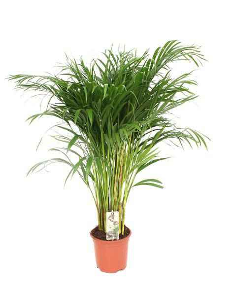 Image of Goldfruchtpalme – Dypsis Lutescens – Areca Palme – Zimmerpflanze – Ø24cm – ↕120cm – Elegante tropische Palme – Luftreinigend & pflegeleicht-0