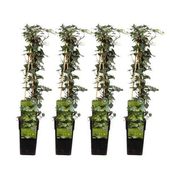 Image of Gemeiner Efeu – Hedera helix – 4 Pflanzen – Ø15cm – ca. 65cm hoch-0