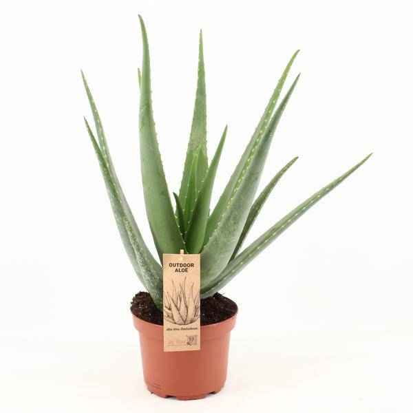 Image of Echte Aloe Vera Zimmerpflanze Ø19cm ↕70cm – pflegeleichte Sukkulente für Wohnzimmer, Büro & helle Standorte kaufen-0