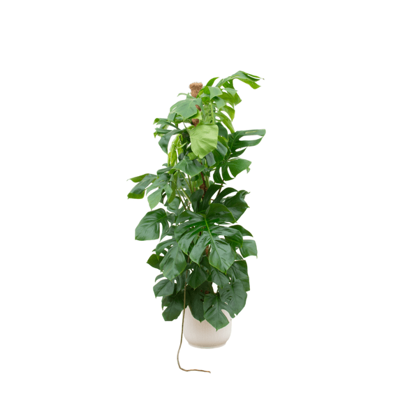 Image of Monstera Pertusum – Fensterblatt – ca. 150cm hoch – Ø30cm – inkl. Übertopf – XXL Zimmerpflanze mit großen Blättern-0