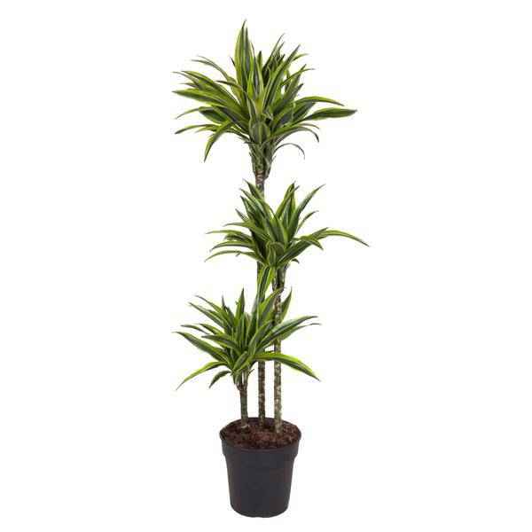 Image of Drachenbaum Zimmerpflanze Ø24cm ↕140cm – pflegeleichte Grünpflanze für Wohnzimmer, Büro & helle Standorte kaufen-0