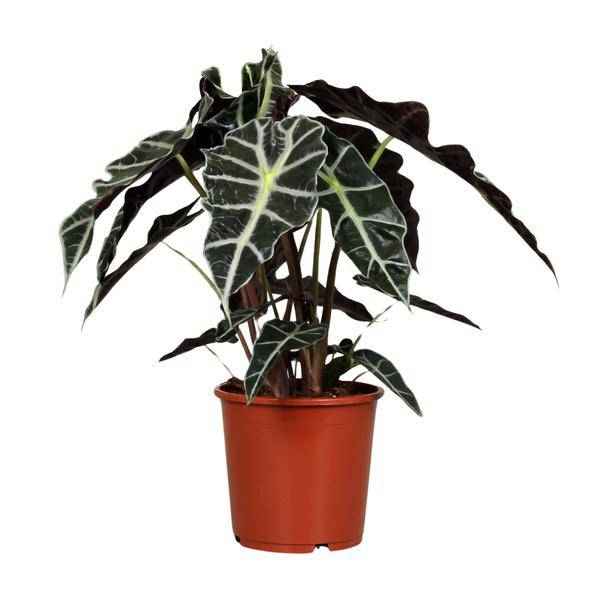 Image of Pfeilblatt – Alocasia Polly – Zimmerpflanze – Ø17cm – ↕45cm – Tropenpflanze mit großen glänzenden Blättern-0