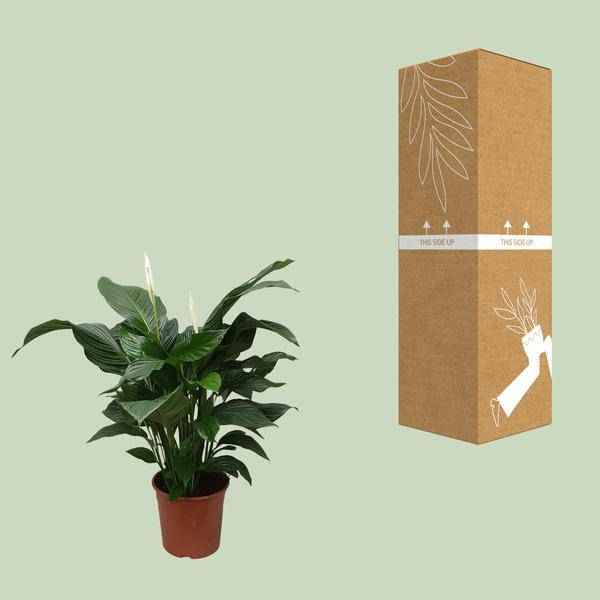Image of Einblatt Spathiphyllum Sweet Silvana Zimmerpflanze Ø24cm ↕80cm – pflegeleichte Grünpflanze für Wohnzimmer, Büro & helle Standorte kaufen-2