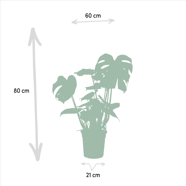 Image of Zimmerpflanzen Set Ø21cm Ø19cm ↕75cm – pflegeleichtes Pflanzen Set für Urban Jungle, Fensterbank, Wohnzimmer & Büro-3
