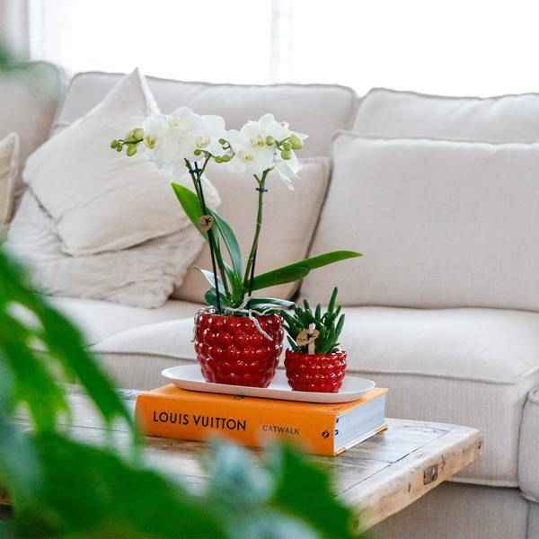 Image of Set aus weißer Orchidee & Rhipsalis auf Bambustablett Zimmerpflanze – pflegeleichte Sukkulente für Wohnzimmer, Büro & helle Standorte kaufen-1