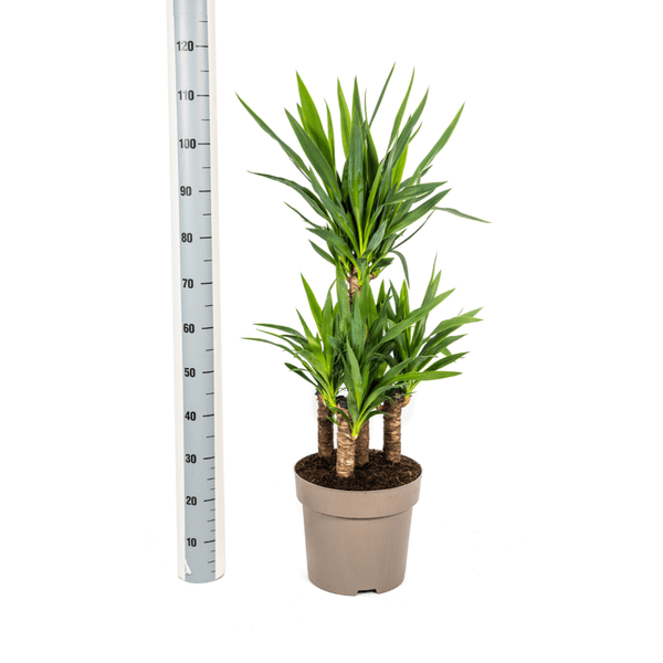 Image of Yucca Elephantipes Zimmerpflanze Ø30cm ↕100cm – pflegeleichte Grünpflanze für Wohnzimmer, Büro & helle Standorte kaufen-4