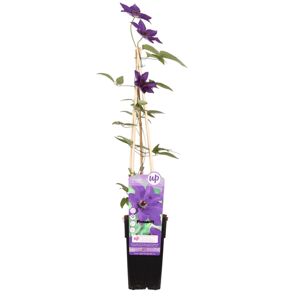 Image of Waldrebe Kletterpflanze Ø15cm ↕65cm – winterharte Pflanze für Garten, Balkon, Terrasse, Kübel & Beet online kaufen