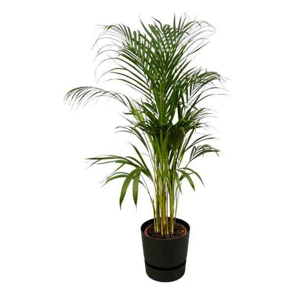Image of Areca Palme – Betelpalme – Zimmerpflanze ca. 110cm – Ø21cm – inkl. Pflanzgefäß Greenville Schwarz D24xH23-0