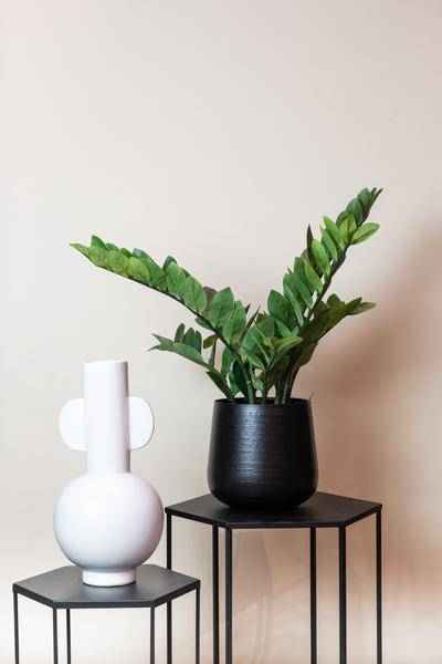 Image of Kunstpflanze Zamioculcas ↕70cm – künstliche Grünpflanze für Wohnzimmer, Büro, Flur & pflegeleichte Deko-1