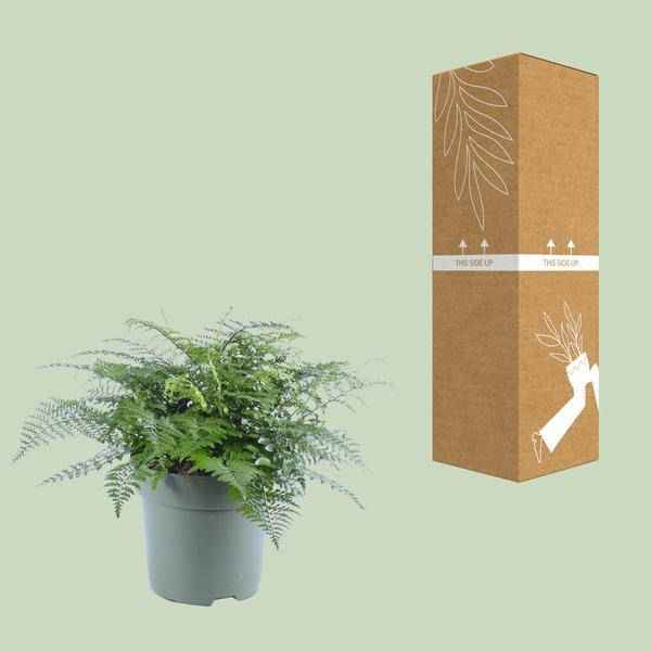 Image of Nestfarn – Asplenium Parvati – Zimmerpflanze – Ø27cm – ↕50cm – Tropische Grünpflanze mit filigranen Wedeln – Pflegeleicht & luftreinigend-2