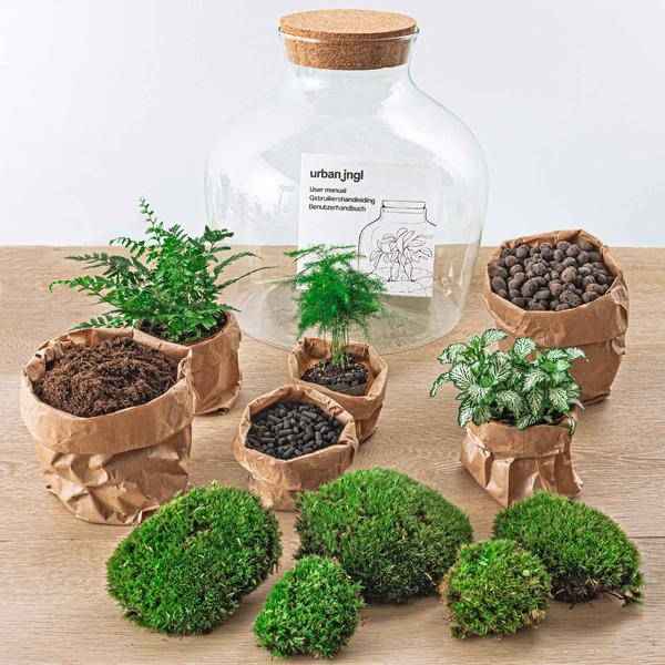 Image of Flaschengarten DIY Set Fat Joe Grün ↕30cm – pflegeleichter Flaschengarten im Glas, Pflanzen Terrarium für Wohnzimmer & Büro-2