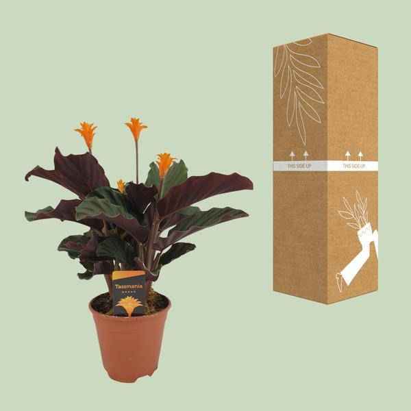 Image of Safran – Korbmarante – Calathea Crocata – Ø14cm – ca. 40cm hoch – Exotische Zimmerpflanze mit auffälligem Blattmuster