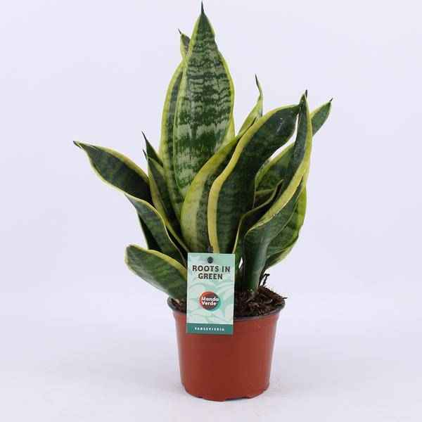 Image of Bogenhanf Sansevieria Futura Superba Zimmerpflanze Ø12cm ↕35cm – pflegeleichte Grünpflanze für Wohnzimmer, Büro & helle Standorte kaufen-0