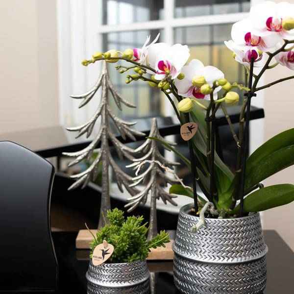 Image of Groove Blumentopf – Goldener Keramiktopf – Ø12cm – Dekorativer Ziertopf mit markantem Rillenmuster – Mattes Finish – Für Zimmerpflanzen & Orchideen-3