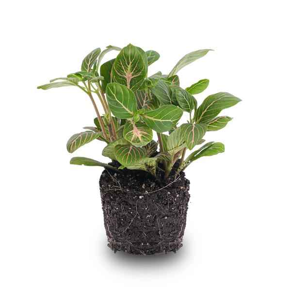 Image of Fittonia Joly Josan – Mosaikpflanze – Zimmerpflanze – Terrarienpflanze – Tropische Pflanze mit roten & grünen Blättern – Ø8,5cm-0