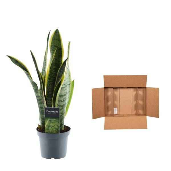 Image of Sansevieria Laurentii – Bogenhanf – Zimmerpflanze – Pflegeleichte Grünpflanze – Luftreinigend – Exotische Blattschmuckpflanze – Ø12cm – ↕45cm