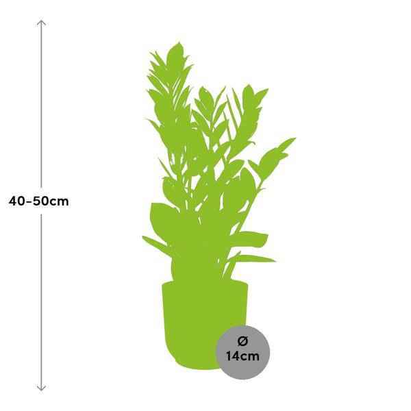 Image of Glücksfeder Zamioculcas Zimmerpflanze Ø14cm ↕45-50cm – pflegeleichte Grünpflanze für Wohnzimmer, Büro & helle Standorte kaufen-1