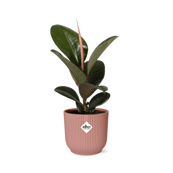 Image of Gummibaum Ficus Elastica 'Robusta' Zimmerpflanze – pflegeleichte Grünpflanze für Wohnzimmer, Büro & helle Standorte kaufen-0