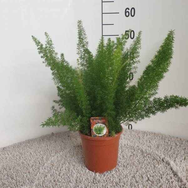Image of Zierspargel – Asparagus Densiflorus Meyers – Ø17cm – Höhe ca. 50cm – Elegante Zimmerpflanze mit feinen, buschigen Trieben-0