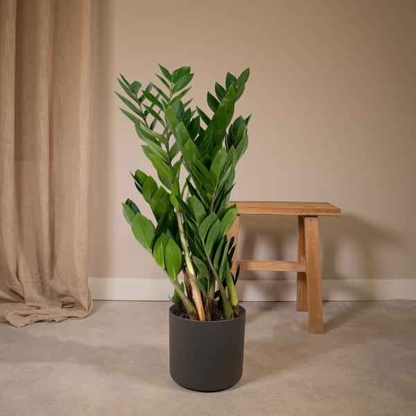 Image of Glücksfeder Zamioculcas Zamiifolia Zimmerpflanze Ø17cm ↕70cm – pflegeleichte Grünpflanze für Wohnzimmer, Büro & helle Standorte kaufen