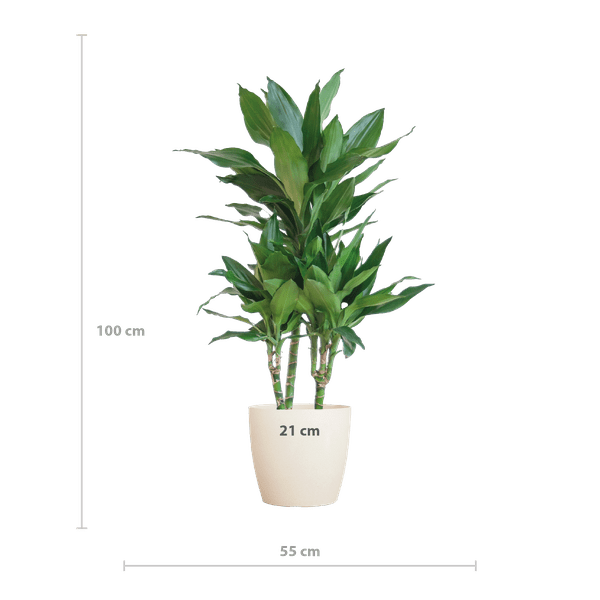 Image of Dracaena Janet Lind 95cm – Drachenbaum Zimmerpflanze Ø21cm im weißen Viber Topf – pflegeleichte luftreinigende Grünpflanze für Wohnzimmer und Büro-1