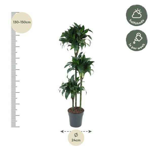 Image of Drachenbaum – Dracaena Tatuade 140cm – Ø24cm – Zimmerpflanze mit grün – weißen Blättern-1