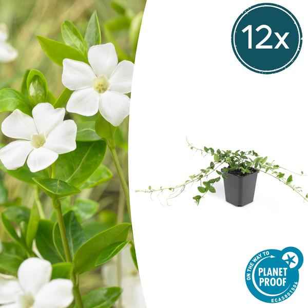 Image of Vinca minor 'Alba' – 12 Pflanzen – Weißes Immergrün als Bodendecker – Pflegeleicht & Robust – Blüht März bis Juni-1