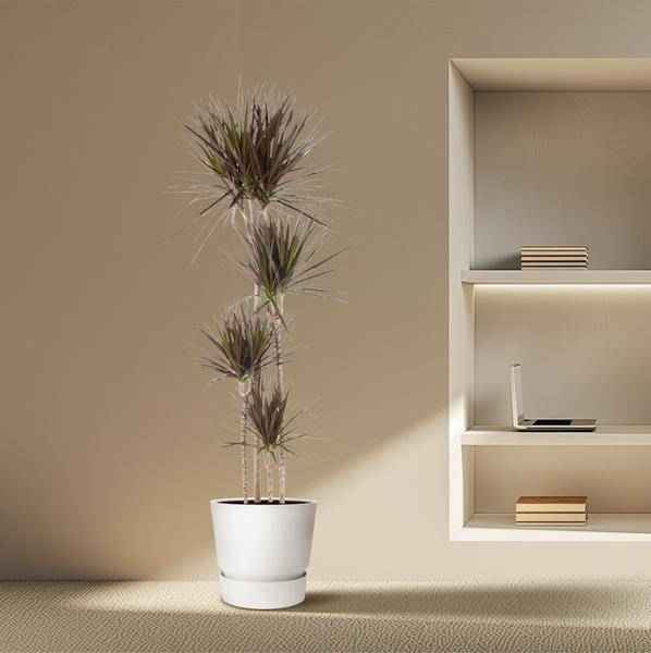 Image of Drachenbaum – Dracaena Magenta 180cm – Ø27cm – Zimmerpflanze mit grünen Blättern & magentafarbenem Rand – Pflegeleicht-3