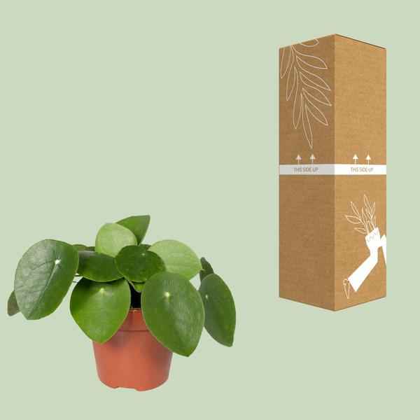 Image of Chinesischer Geldbaum – Pilea Peperomiodes (Aluminium – Pflanze) – Zimmerpflanze – Ø12cm – 20cm hoch – Halbschatten – Luftreinigend – Pflegeleicht-3