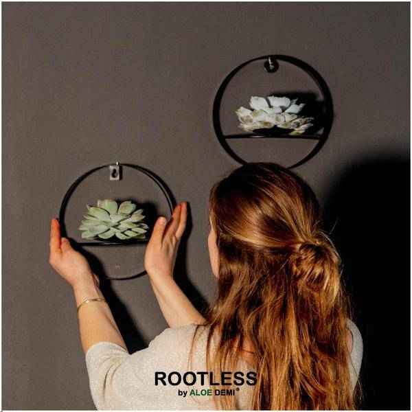 Image of Sukkulente Echeveria Pulidonis – Rootless Schnitt – Sukkulente – Ø12-14cm Rosette im schwarzen Wanddeko Ring Ø20cm