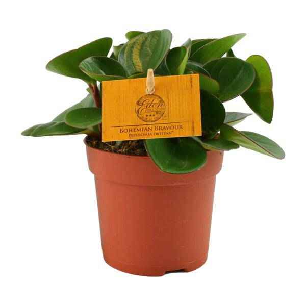 Image of Zwergpfeffer Peperomia Obtusifolia Zimmerpflanze Ø11cm ↕15cm – pflegeleichte Grünpflanze für Wohnzimmer, Büro & helle Standorte kaufen