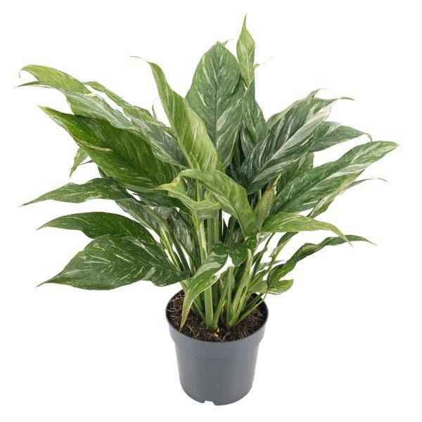 Image of Spathiphyllum variegata 'Diamond' – Einblatt – Zimmerpflanze – Ø14cm – Höhe ca. 55cm – Variegiertes Laub – Luftreinigend & Pflegeleicht-0