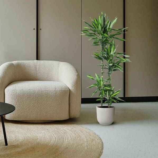 Image of Drachenbaum Zimmerpflanze Ø27cm ↕150cm – pflegeleichte Grünpflanze für Wohnzimmer, Büro & helle Standorte kaufen-1