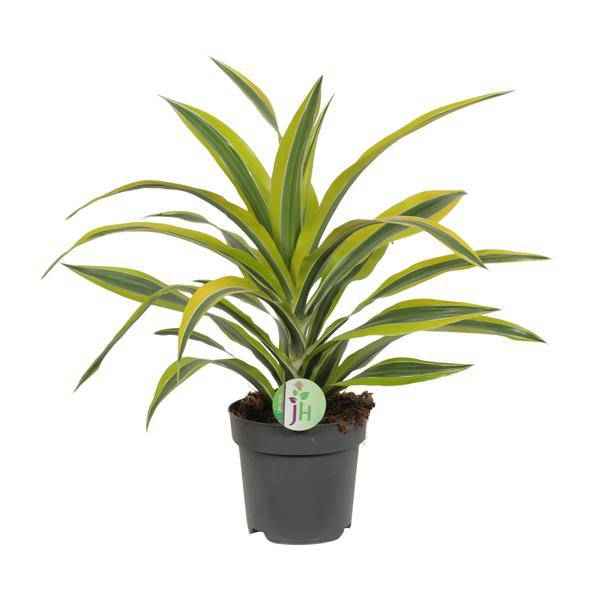 Image of Drachenbaum Dracaena Lemon Lime – Ø17cm H40cm – Pflegeleichte Zimmerpflanze mit gestreiftem Laub – Luftreinigend – Für Halbschatten – Im Pflanztopf-0