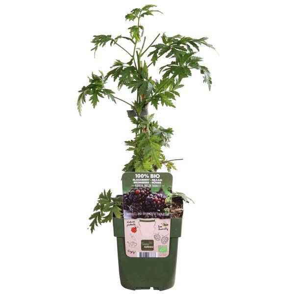 Image of Dornenlose Bio Brombeere – Rubus fruticosus ‘Dornenlos Immergrün’ – Ø13cm – ca. 45cm hoch – Süße & vitaminreiche Früchte – winterharte Kletterpflanze