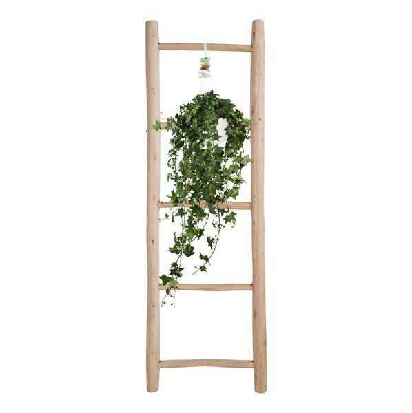 Image of Hedera Helix Pitsburg – Efeu Hängepflanze – Zimmerpflanze – Ø17cm – ca. 45cm hoch – pflegeleichte Grünpflanze für Zuhause und Büro-1