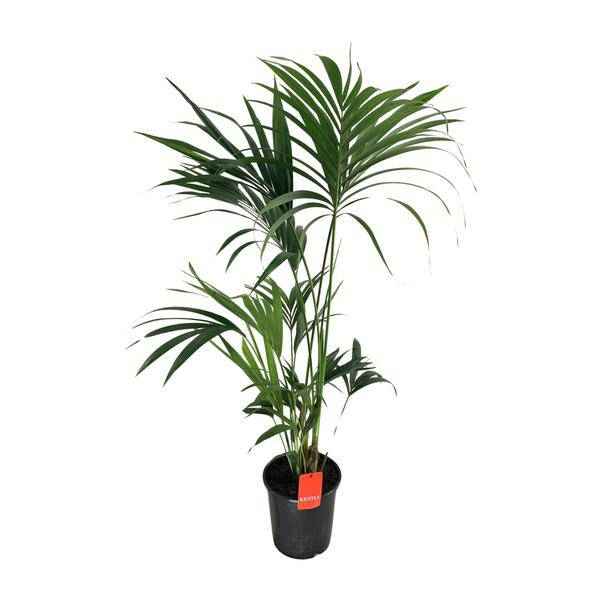Image of Kentia – Palme Howea Forsteriana – Zimmerpflanze Ø24cm ↕130cm-0