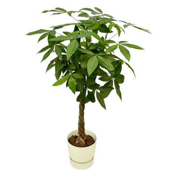 Image of Pachira Aquatica – Glückskastanie – Geldbaum – Zimmerpflanze ca. 160cm – Ø30cm – inkl. Pflanzgefäß Greenville Weiß-0