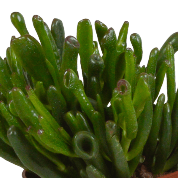 Image of Sukkulenten – Crassula Mix – 3 Pflanzen – Ø10,5cm – pflegeleichte Zimmerpflanzen – robuste Minibäume für Zuhause & Büro-3