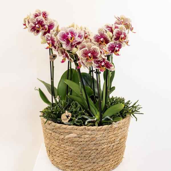 Image of Einlage mit Wasserreservoir für Orchideenschale – Bewässerungssystem für Orchideen – Jungle – Bouquet 3x9cm + 3x WaterWicks – Ø25cm-3