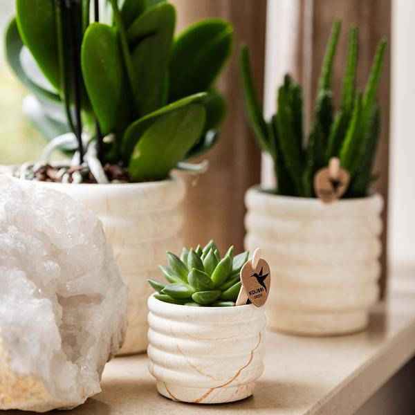 Image of Phalaenopsis Orchidee Lausanne Weiß + Sukkulente – Pflanzenset – Zimmerpflanze inkl. Keramik Topfset im Marmor – Design & Tablett