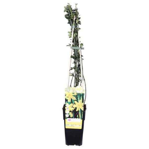 Image of Winter-Jasmin – Jasminum nudiflorum – Ø15cm – ca. 65cm hoch – Winterblühende Kletterpflanze mit gelben Blüten – Winterhart & pflegeleicht für Garten, Terrasse & Balkon-0