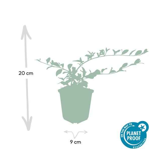 Image of Teppichmispel Cotoneaster dammeri 'Major' – 12 Pflanzen – ↕25cm – Ø9cm – Bodendecker – Winterhart & pflegeleicht – Sonne & Schatten