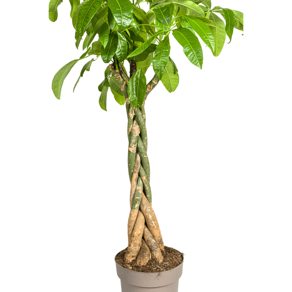 Image of Glückskastanie – Pachira Aquatica – Zimmerpflanze – Ø30cm – Höhe 160-180cm – Geflochtener Stamm & glänzende Blätter – Exotisch & pflegeleicht-3