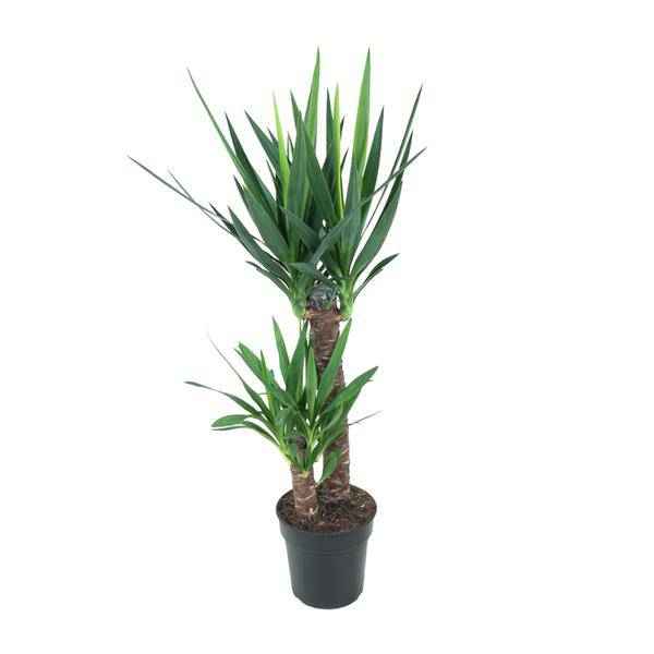 Image of Riesen – Palmlilie Yucca Elephantipes Zimmerpflanze Ø21cm ↕100cm – pflegeleichte Grünpflanze für Wohnzimmer, Büro & helle Standorte kaufen-0