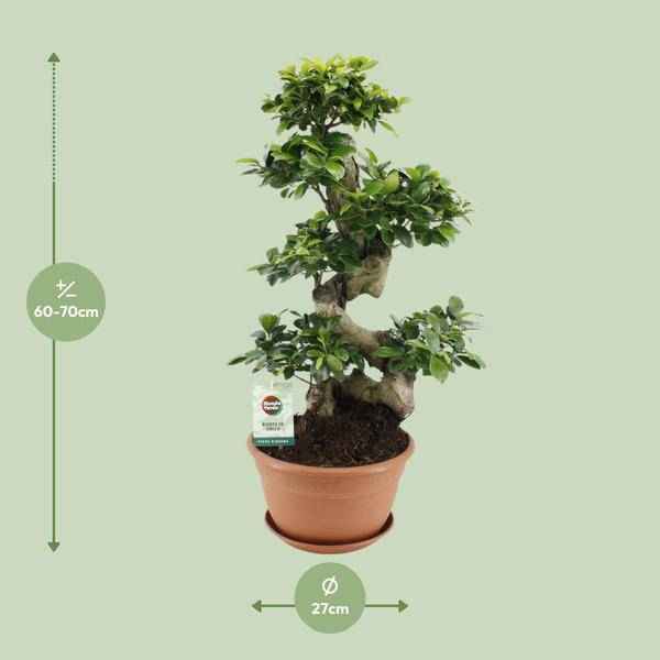 Image of Chinesische Feige Ficus Ginseng Zimmerpflanze Ø27cm ↕70cm – pflegeleichte Grünpflanze für Wohnzimmer, Büro & helle Standorte kaufen-1
