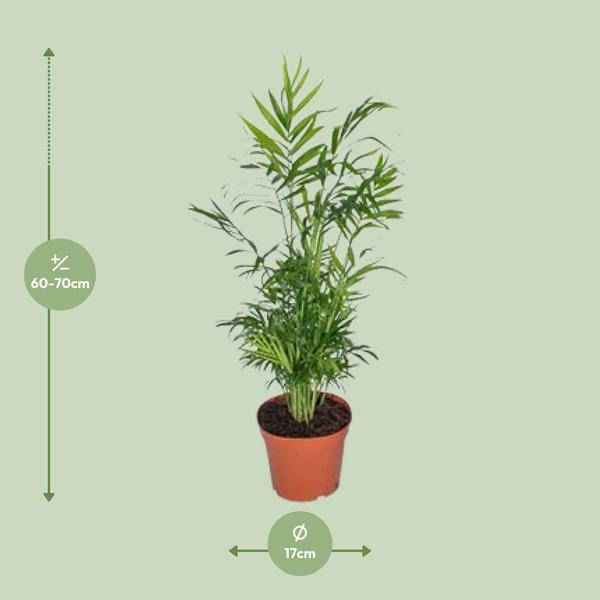 Image of Mexikanische Bergpalme – Chamaedorea Elegans – Ø17cm x H55cm – Pflegeleichte Zimmerpalme – Für Halbschatten – Luftreinigend – Im Pflanztopf-1
