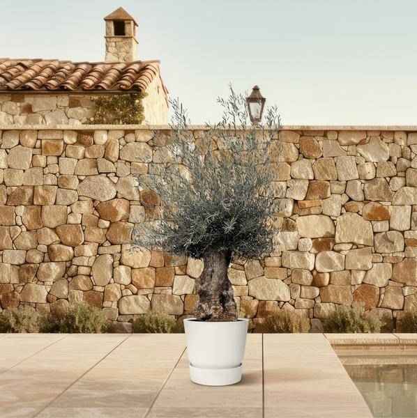 Image of Olivenbaum – Olea Europaea Bonsai – 225cm – Ø80cm – Mediterrane Pflanze mit gedrehtem Stamm – Echter Olivenbonsai für Garten, Terrasse & Innenbereich-3