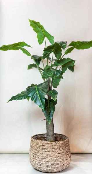 Image of Kunstpflanze Alocasia ↕150cm – künstliche Grünpflanze für Wohnzimmer, Büro, Flur & pflegeleichte Deko