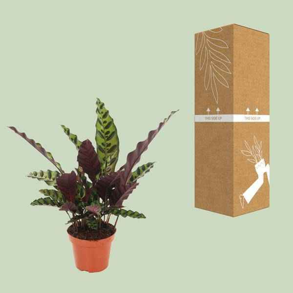 Image of Lanzenblättrige Korbmarante Calathea Insignis Zimmerpflanze Ø12cm ↕50cm – pflegeleichte Grünpflanze für Wohnzimmer, Büro & helle Standorte kaufen-2